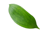 Consueh de Marco hoja