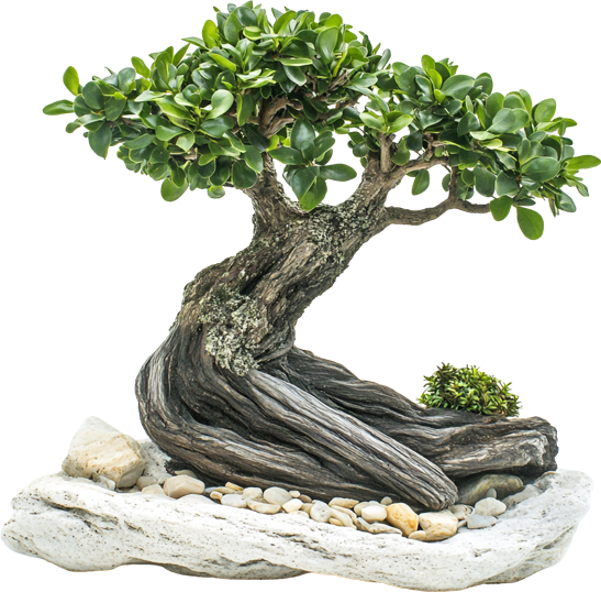 Consueh de Marco bonsai
